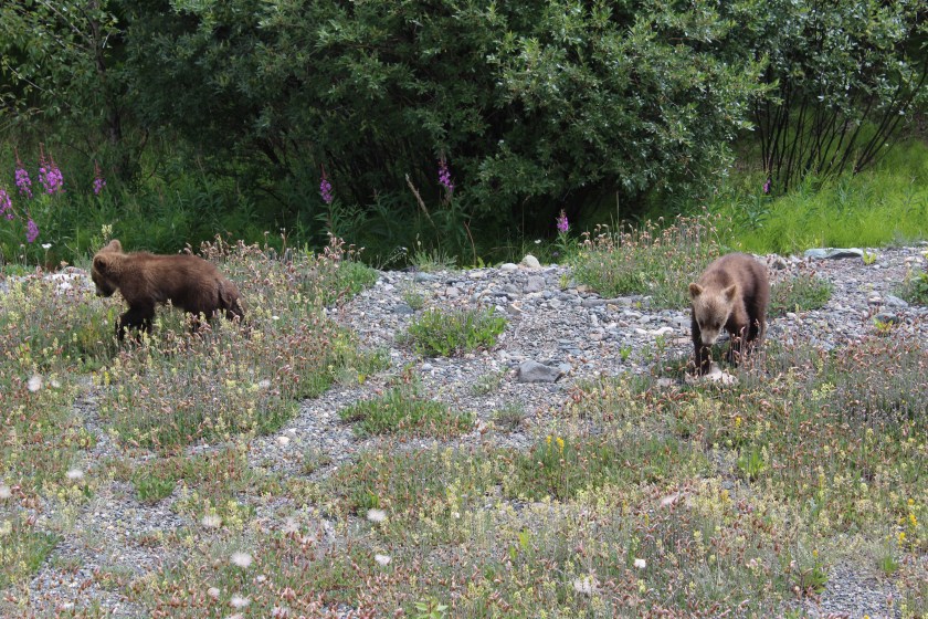 Haines Jct to Discovery Yukon 021